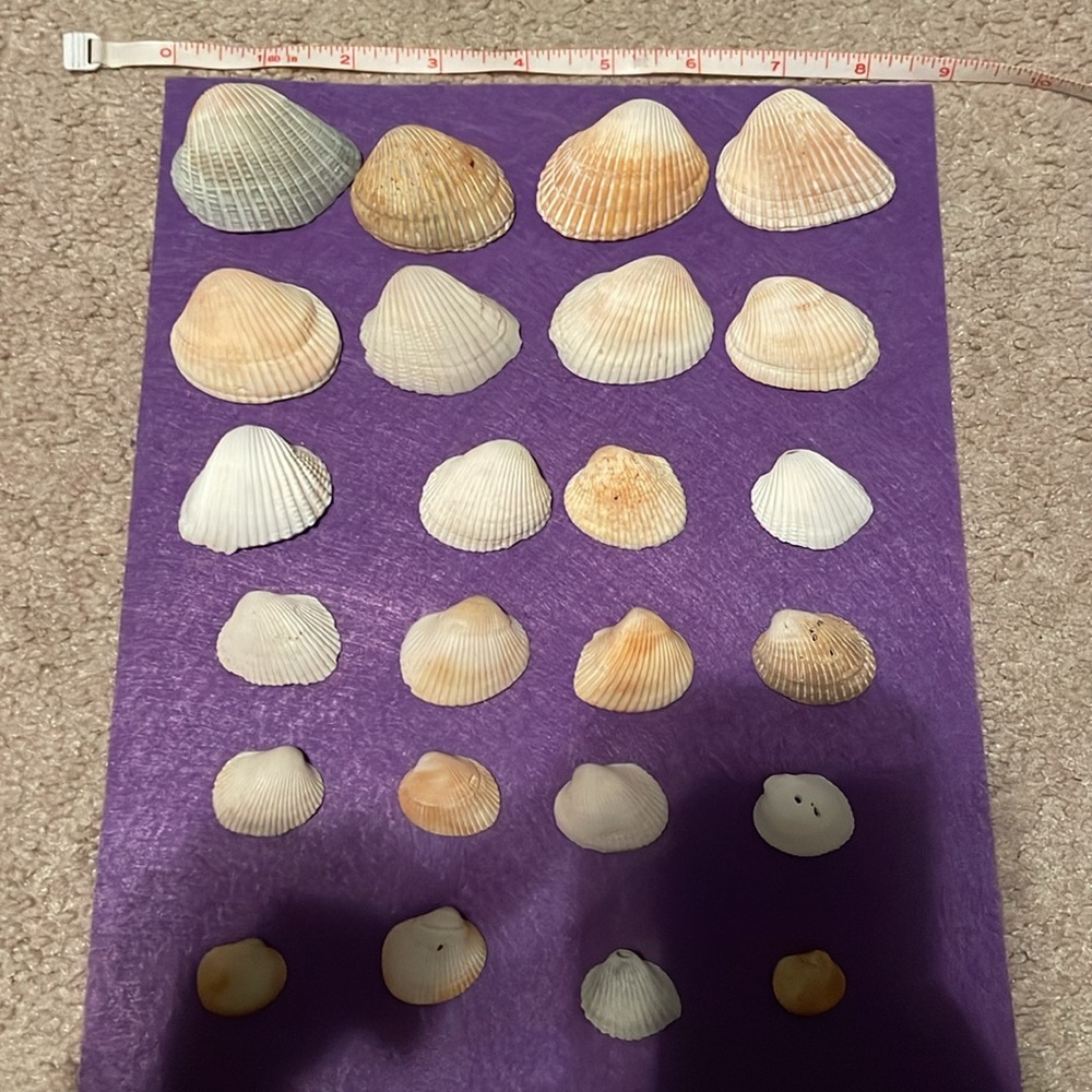 Seashell bundle - Picture 3 of 5